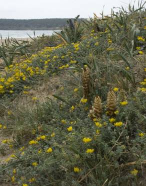 Fotografia 6 da espécie Orobanche densiflora no Jardim Botânico UTAD