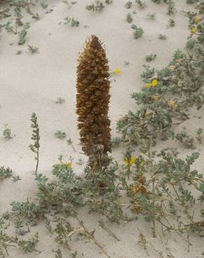 Fotografia 7 da espécie Orobanche densiflora no Jardim Botânico UTAD