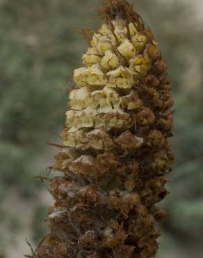 Fotografia 8 da espécie Orobanche densiflora no Jardim Botânico UTAD