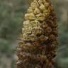 Fotografia 8 da espécie Orobanche densiflora do Jardim Botânico UTAD