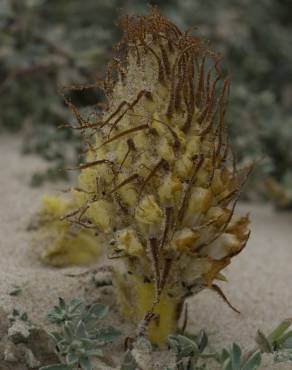 Fotografia 9 da espécie Orobanche densiflora no Jardim Botânico UTAD