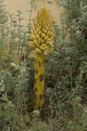 Fotografia da espécie Orobanche densiflora