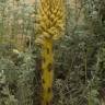 Fotografia 12 da espécie Orobanche densiflora do Jardim Botânico UTAD