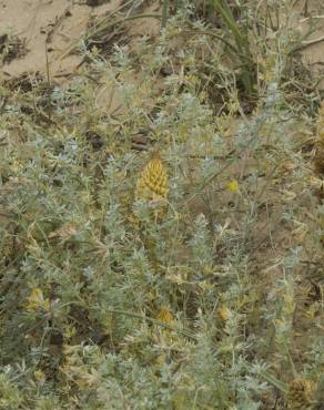 Fotografia 13 da espécie Orobanche densiflora no Jardim Botânico UTAD