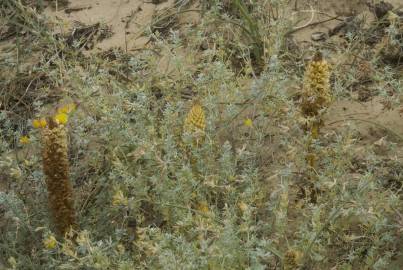 Fotografia da espécie Orobanche densiflora