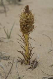 Fotografia da espécie Orobanche densiflora