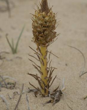 Fotografia 14 da espécie Orobanche densiflora no Jardim Botânico UTAD