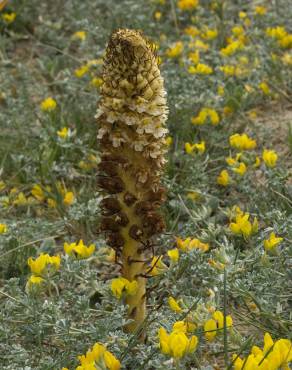 Fotografia 15 da espécie Orobanche densiflora no Jardim Botânico UTAD