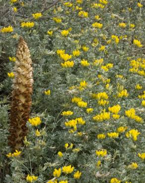 Fotografia 16 da espécie Orobanche densiflora no Jardim Botânico UTAD