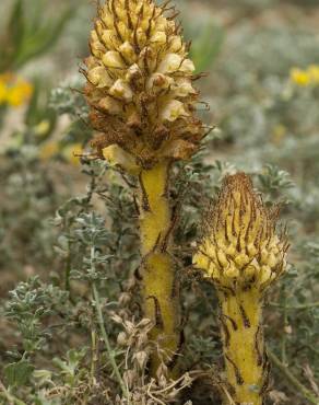 Fotografia 1 da espécie Orobanche densiflora no Jardim Botânico UTAD