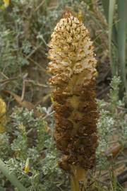 Fotografia da espécie Orobanche densiflora