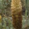 Fotografia 17 da espécie Orobanche densiflora do Jardim Botânico UTAD