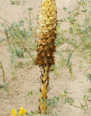 Fotografia 18 da espécie Orobanche densiflora no Jardim Botânico UTAD