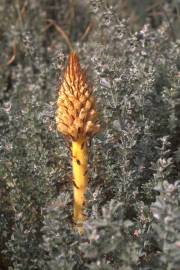 Fotografia da espécie Orobanche densiflora