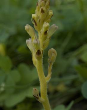 Fotografia 5 da espécie Orobanche minor no Jardim Botânico UTAD