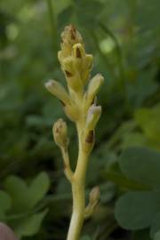 Fotografia da espécie Orobanche minor