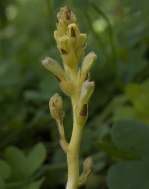 Fotografia 6 da espécie Orobanche minor no Jardim Botânico UTAD