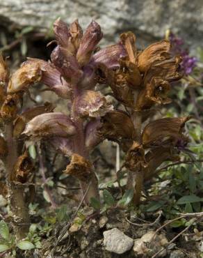 Fotografia 7 da espécie Orobanche minor no Jardim Botânico UTAD