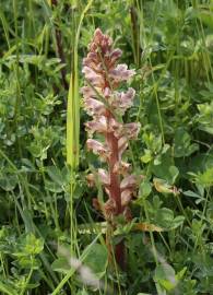 Fotografia da espécie Orobanche minor