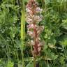 Fotografia 8 da espécie Orobanche minor do Jardim Botânico UTAD