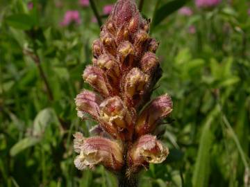 Fotografia da espécie Orobanche minor