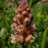 Fotografia 9 da espécie Orobanche minor do Jardim Botânico UTAD