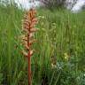 Fotografia 10 da espécie Orobanche minor do Jardim Botânico UTAD