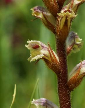 Fotografia 11 da espécie Orobanche minor no Jardim Botânico UTAD