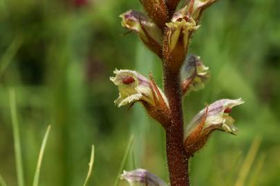 Fotografia da espécie Orobanche minor