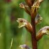 Fotografia 11 da espécie Orobanche minor do Jardim Botânico UTAD