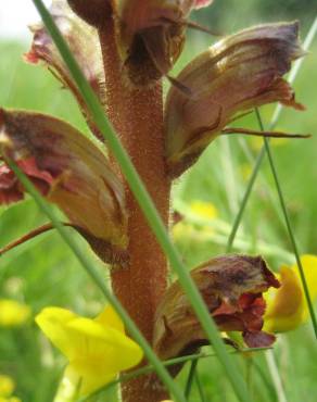 Fotografia 12 da espécie Orobanche minor no Jardim Botânico UTAD