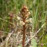 Fotografia 14 da espécie Orobanche minor do Jardim Botânico UTAD