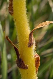 Fotografia da espécie Orobanche minor