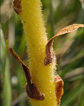 Fotografia 16 da espécie Orobanche minor no Jardim Botânico UTAD