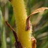 Fotografia 16 da espécie Orobanche minor do Jardim Botânico UTAD