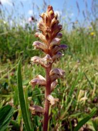 Fotografia da espécie Orobanche minor