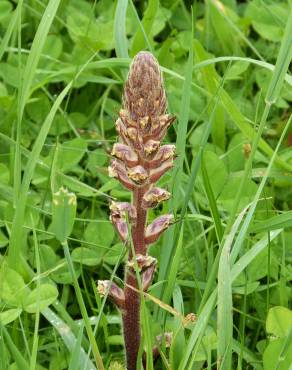 Fotografia 19 da espécie Orobanche minor no Jardim Botânico UTAD