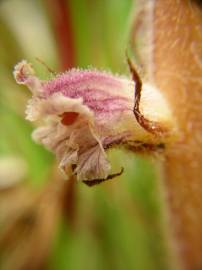 Fotografia da espécie Orobanche minor