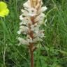 Fotografia 11 da espécie Orobanche crenata do Jardim Botânico UTAD