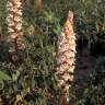 Fotografia 14 da espécie Orobanche crenata do Jardim Botânico UTAD