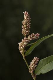 Fotografia da espécie Polygonum lapathifolium