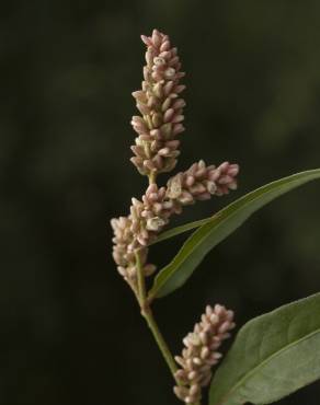 Fotografia 12 da espécie Polygonum lapathifolium no Jardim Botânico UTAD