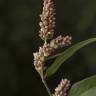 Fotografia 12 da espécie Polygonum lapathifolium do Jardim Botânico UTAD