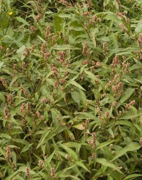 Fotografia 13 da espécie Polygonum lapathifolium no Jardim Botânico UTAD