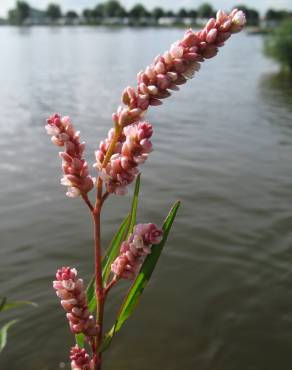 Fotografia 14 da espécie Polygonum lapathifolium no Jardim Botânico UTAD