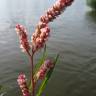 Fotografia 14 da espécie Polygonum lapathifolium do Jardim Botânico UTAD