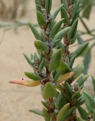 Polygonum maritimum