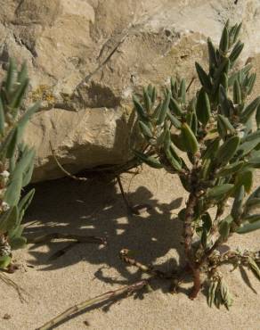 Fotografia 8 da espécie Polygonum maritimum no Jardim Botânico UTAD