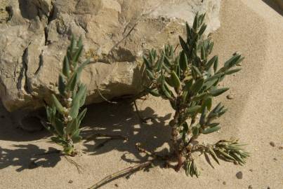 Fotografia da espécie Polygonum maritimum