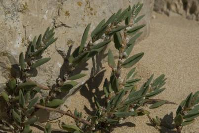 Fotografia da espécie Polygonum maritimum